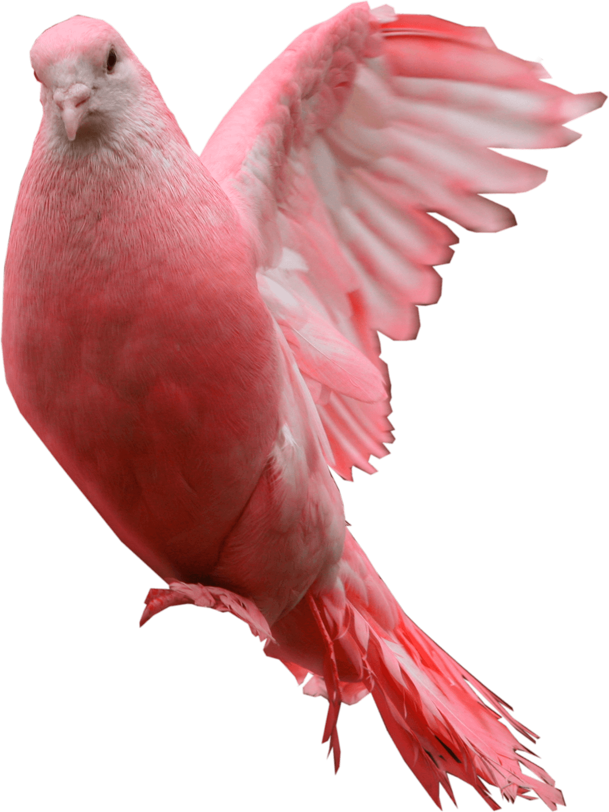 Pink Pigeon Transparent PNG Image