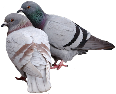 Pigeon Transparent PNG Image