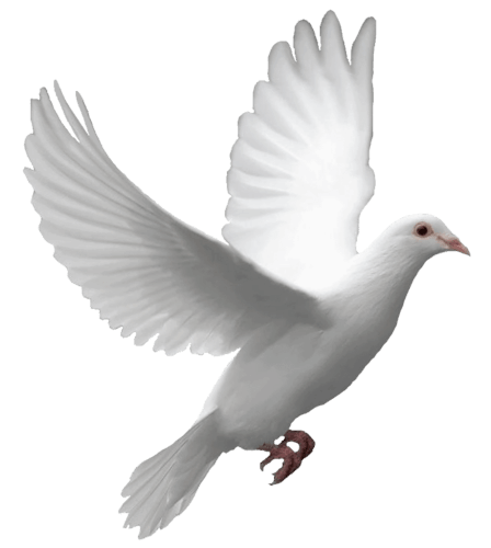 Pigeon Transparent PNG Image