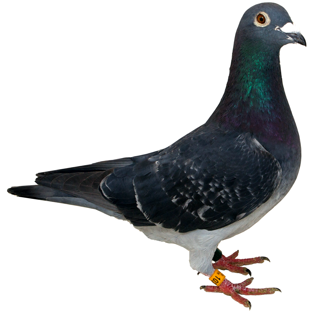 Pigeon Transparent PNG Image