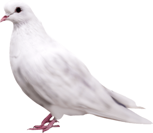 Pigeon Transparent PNG Image