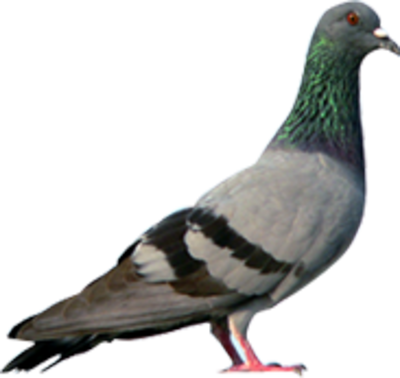 Pigeon Transparent PNG Image