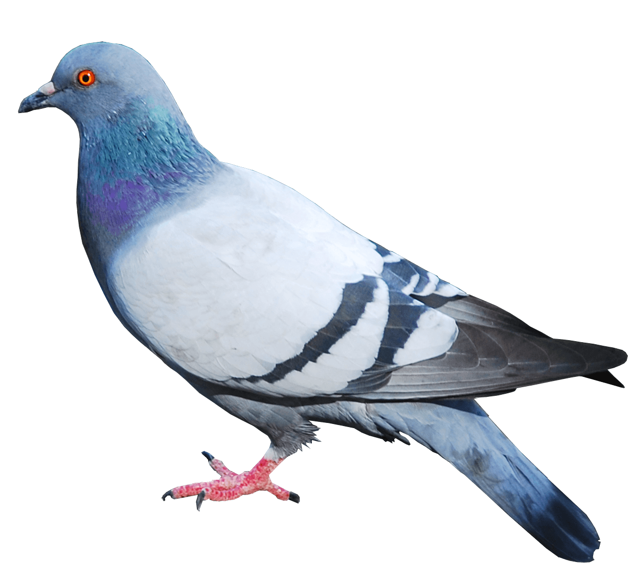 Pigeon Transparent PNG Image