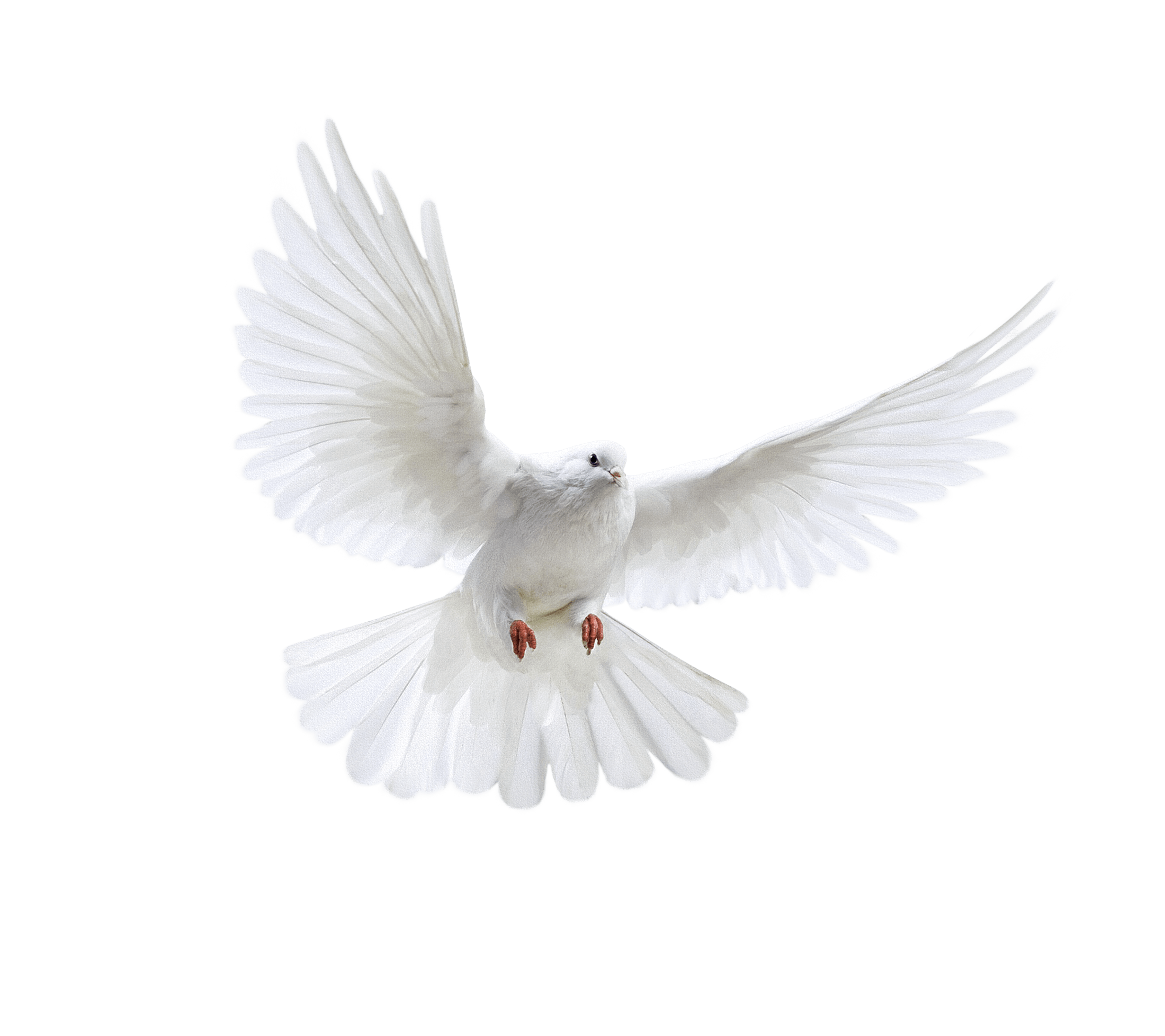 White Flying Pigeon Transparent PNG Image