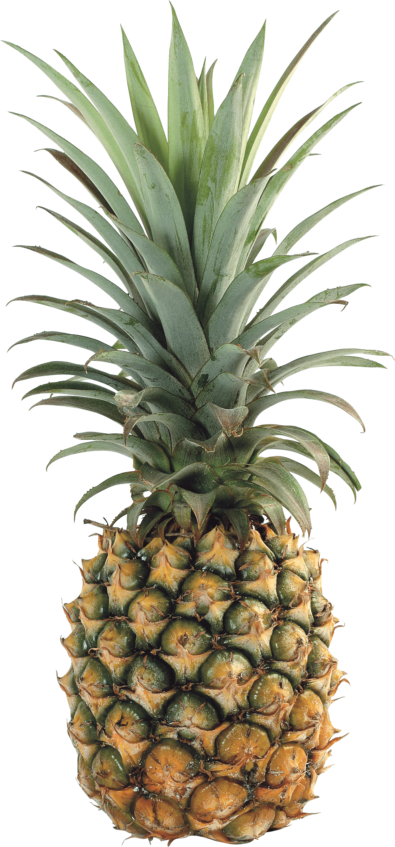 Pineapple Transparent PNG Image