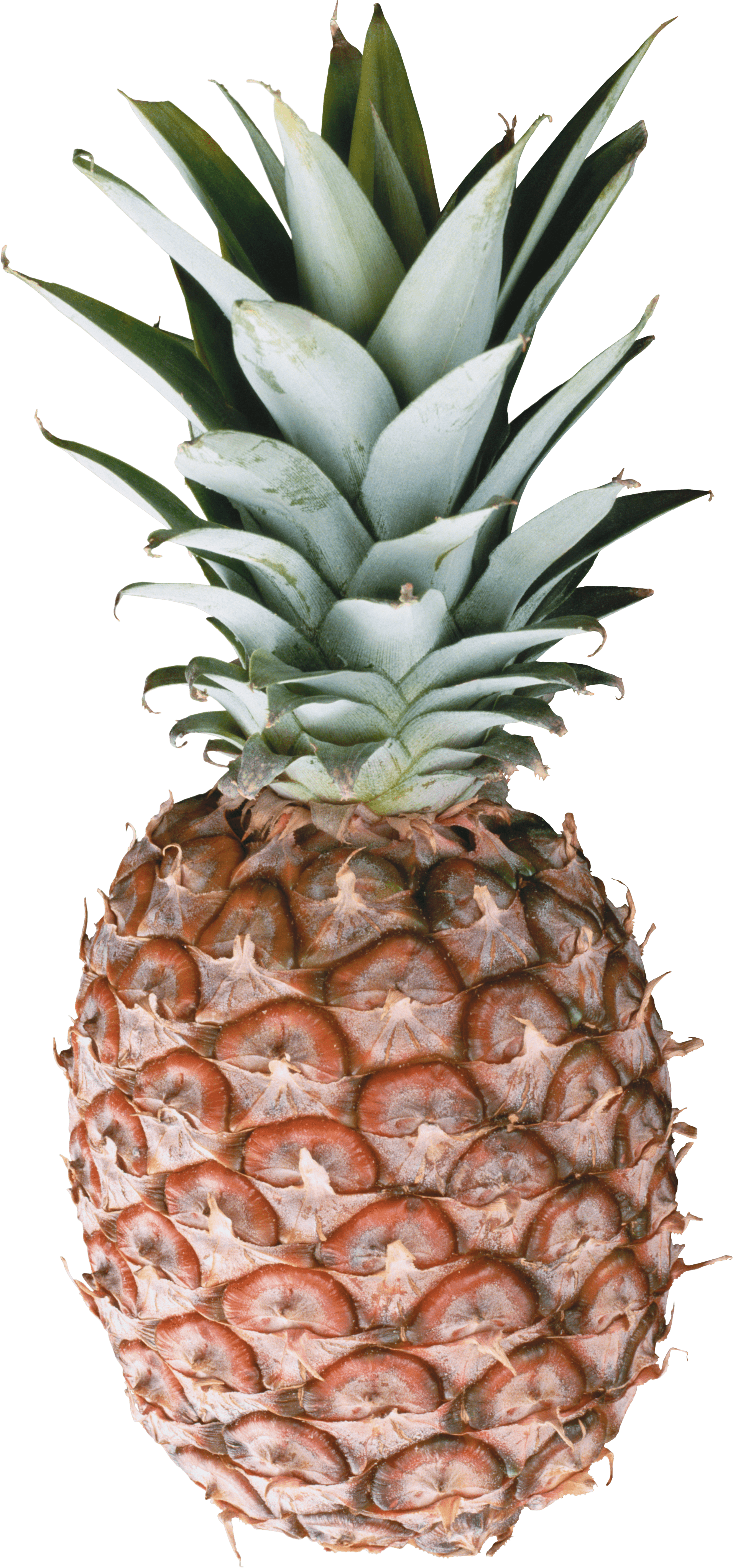 Pineapple Transparent PNG Image