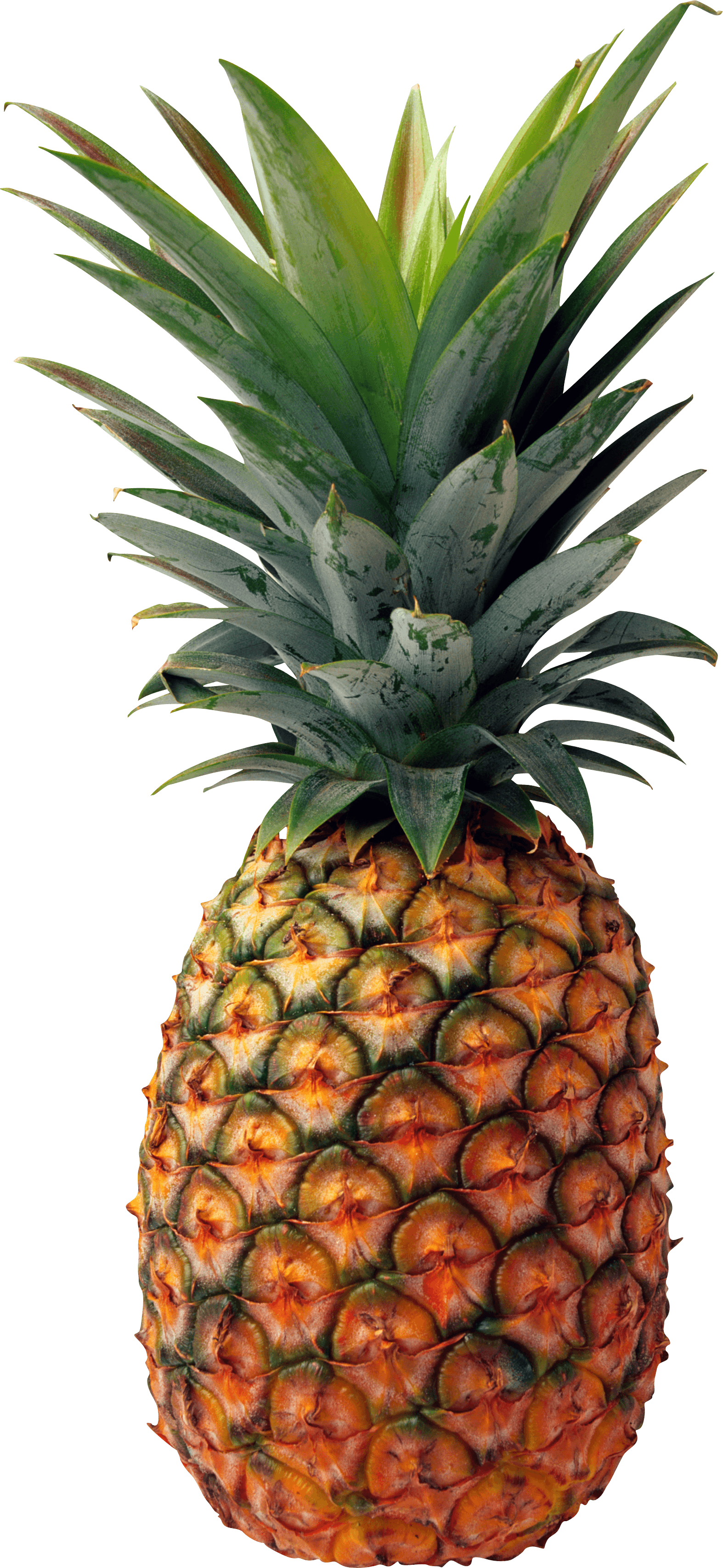 Pineapple Transparent PNG Image