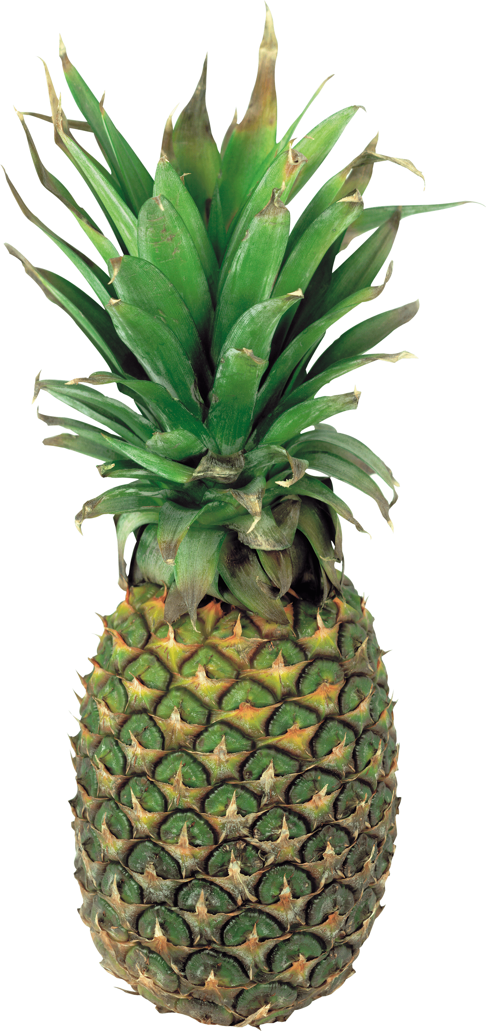 Pineapple Transparent PNG Image
