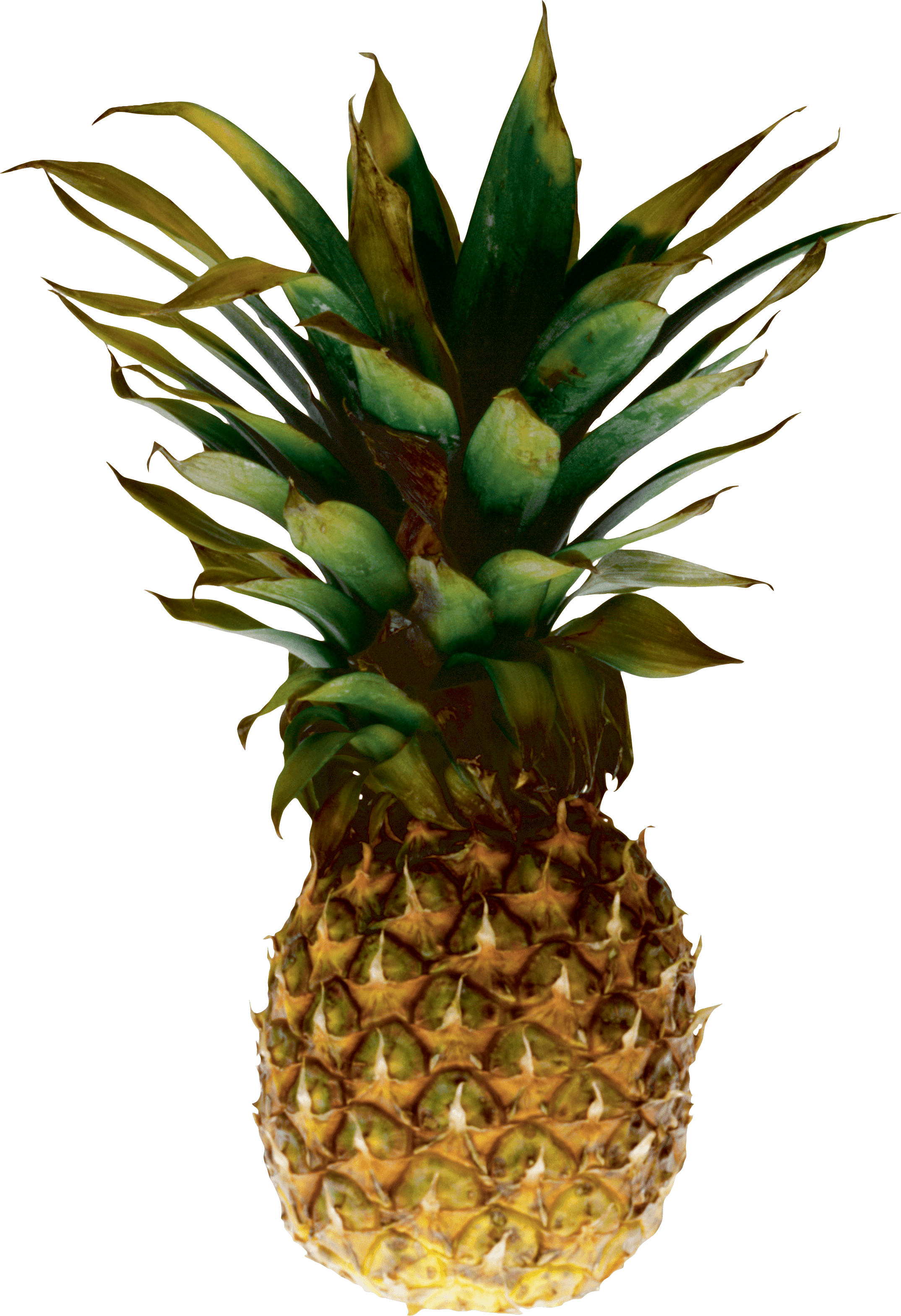 Pineapple Transparent PNG Image