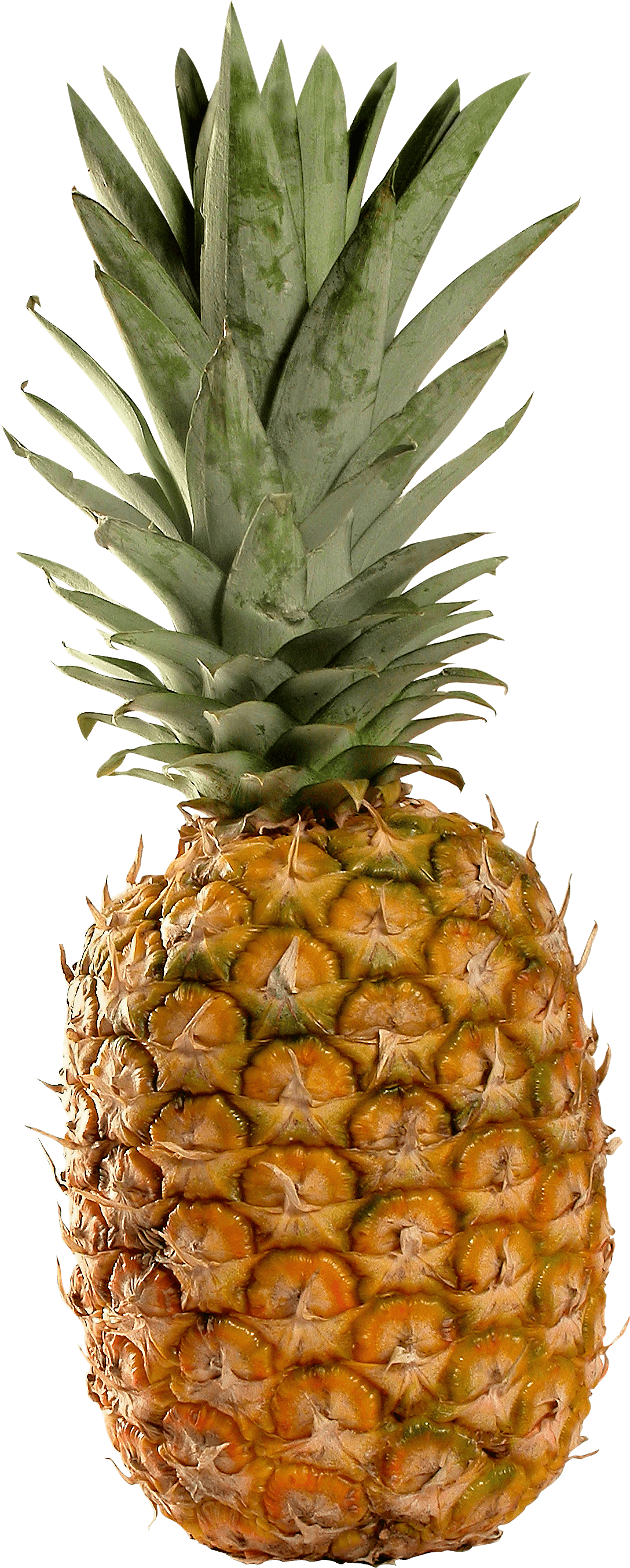 Pineapple Transparent PNG Image