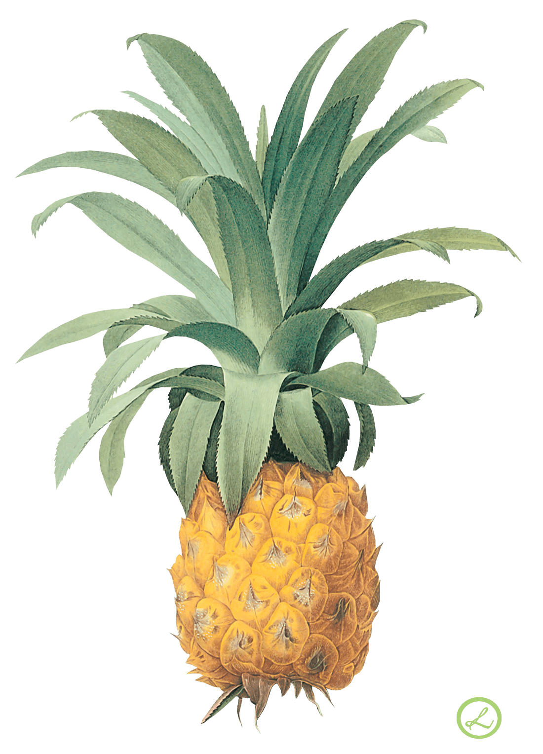 Pineapple Transparent PNG Image