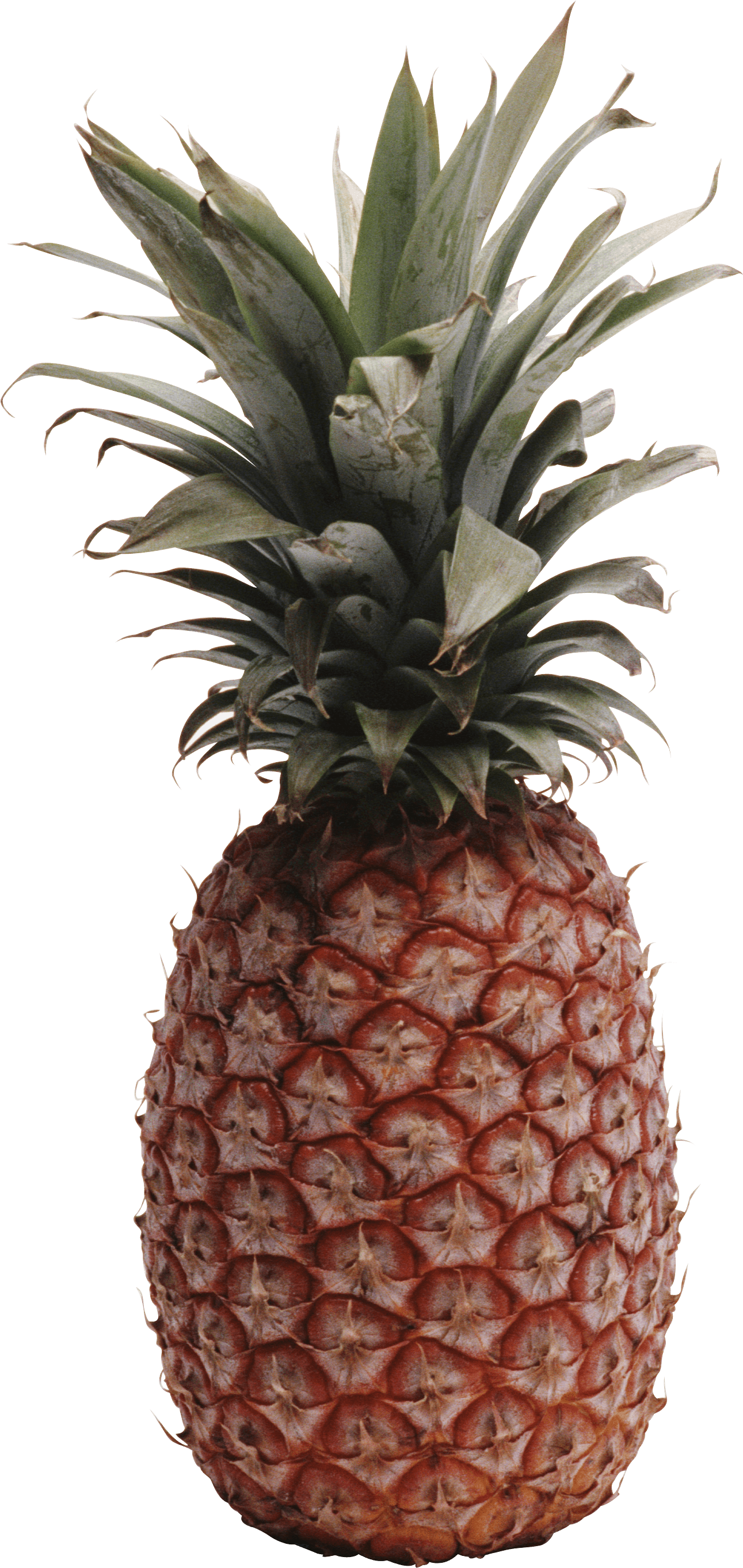 Pineapple Transparent PNG Image