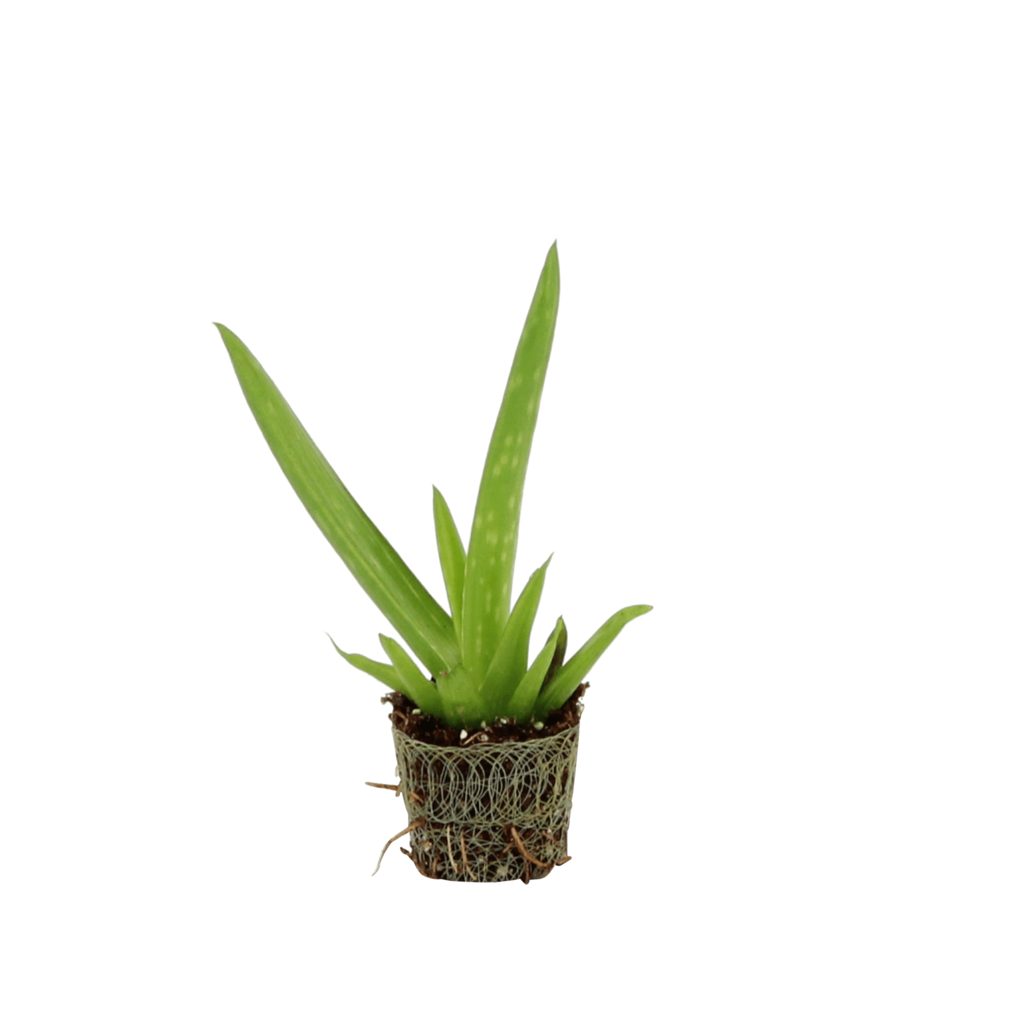 Vera Potted Aloe File Transparent PNG Image