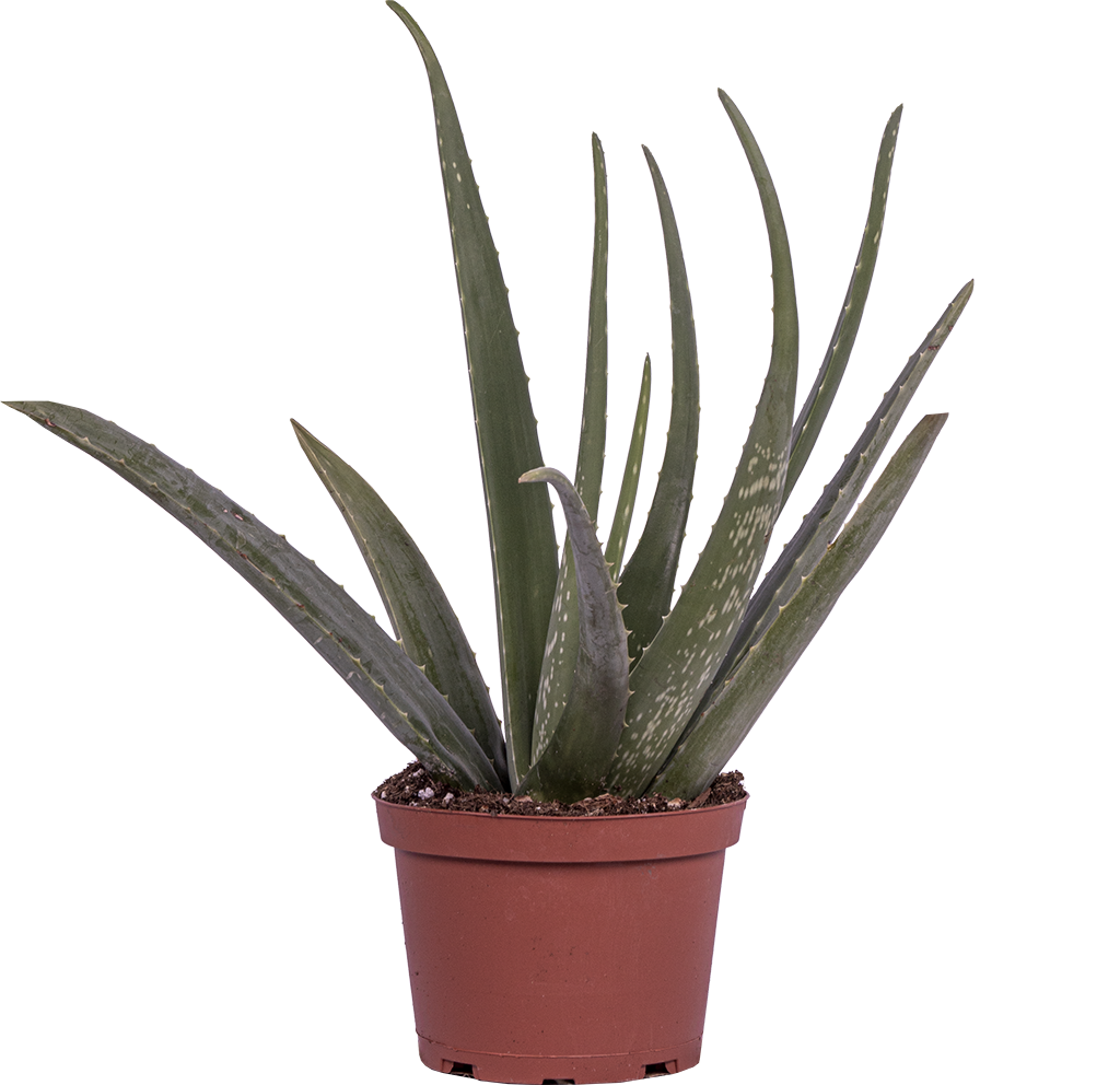 Vera Potted Aloe Transparent PNG Image