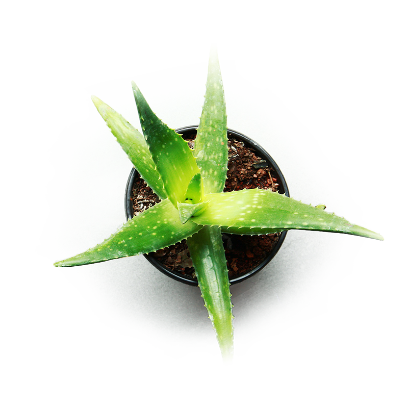 Vera Potted Aloe Transparent PNG Image
