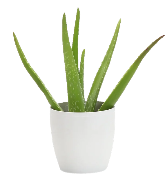 Vera Potted Aloe Transparent PNG Image