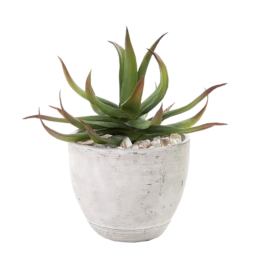Vera Potted Aloe Transparent PNG Image