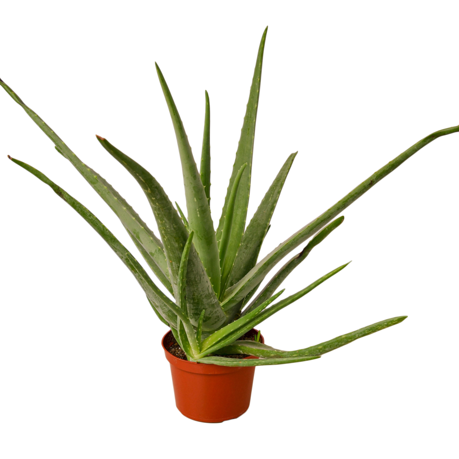 Vera Potted Aloe Transparent PNG Image