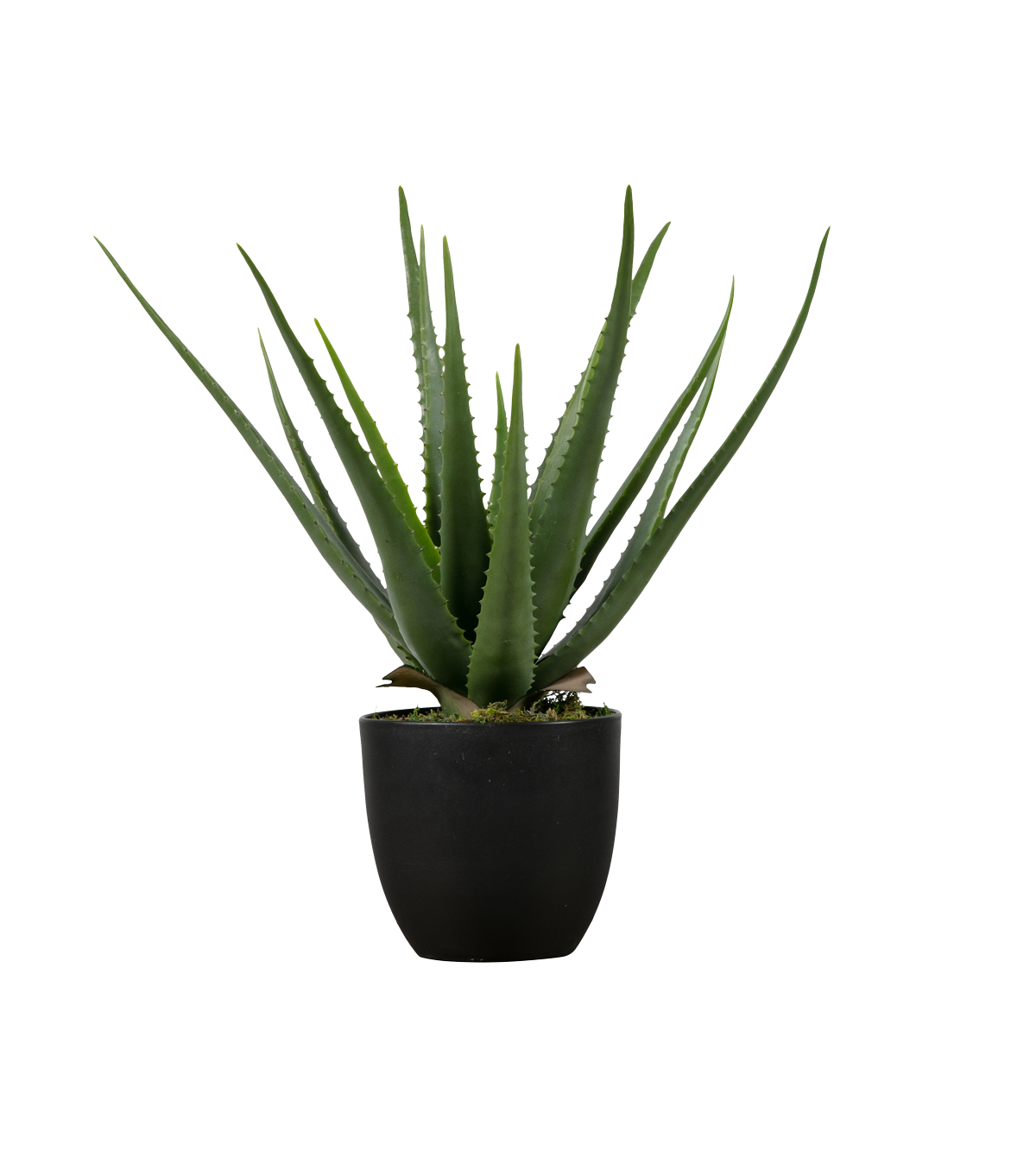 Vera Potted Aloe Transparent PNG Image