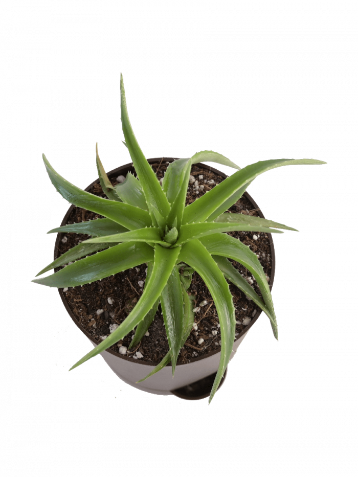 Vera Potted Aloe Transparent PNG Image