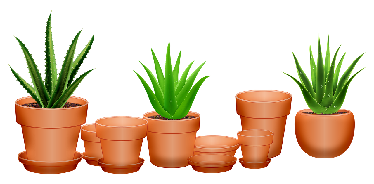 Vera Potted Aloe Transparent PNG Image