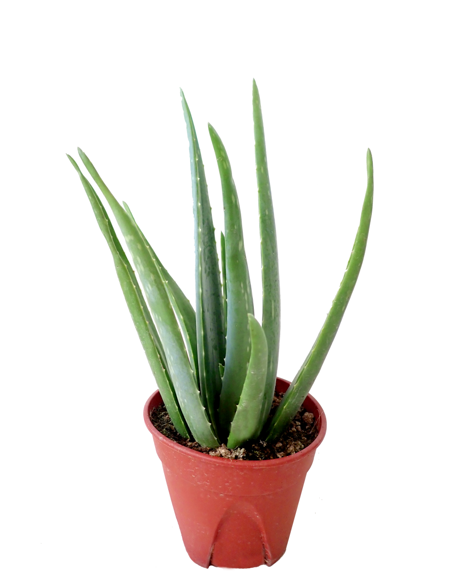 Vera Potted Aloe Transparent PNG Image