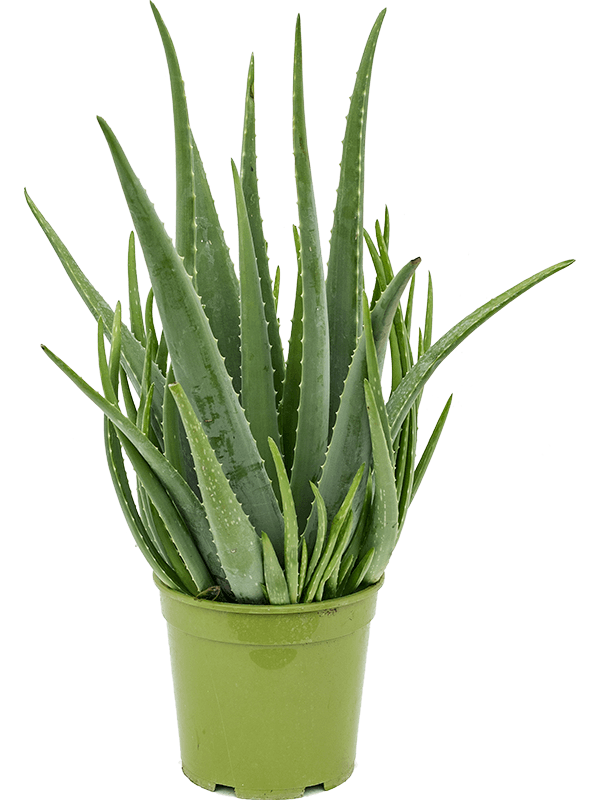 Vera Potted Aloe Transparent PNG Image
