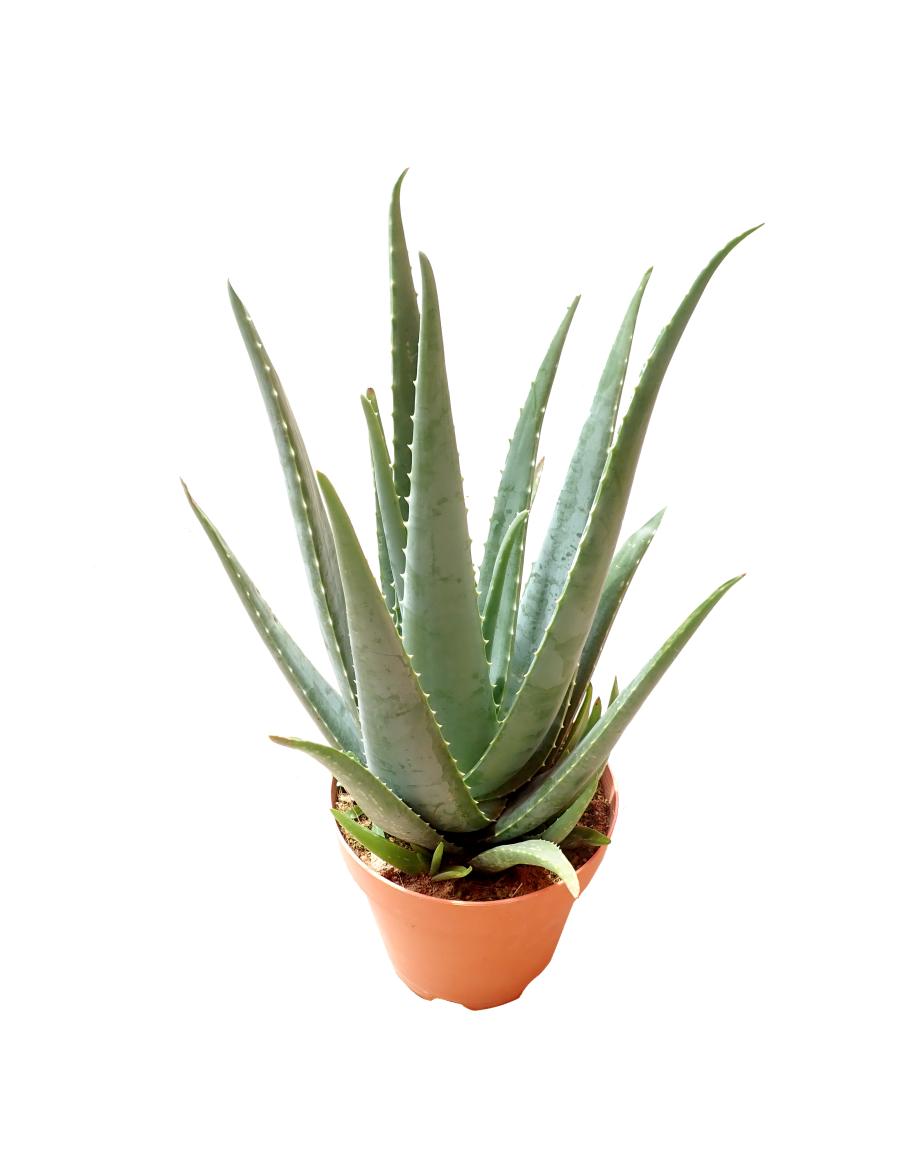Vera Potted Aloe Transparent PNG Image