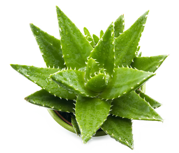 Vera Potted Aloe Transparent PNG Image