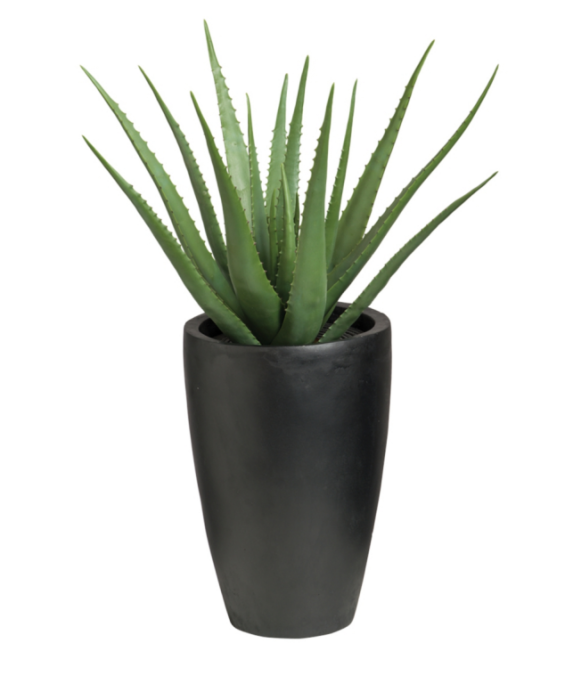 Vera Potted Aloe Transparent PNG Image
