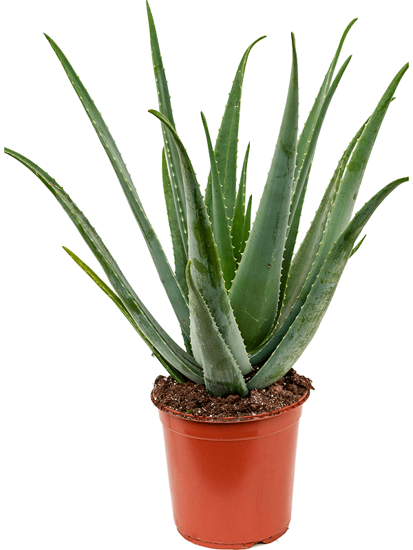 Vera Potted Aloe Transparent PNG Image