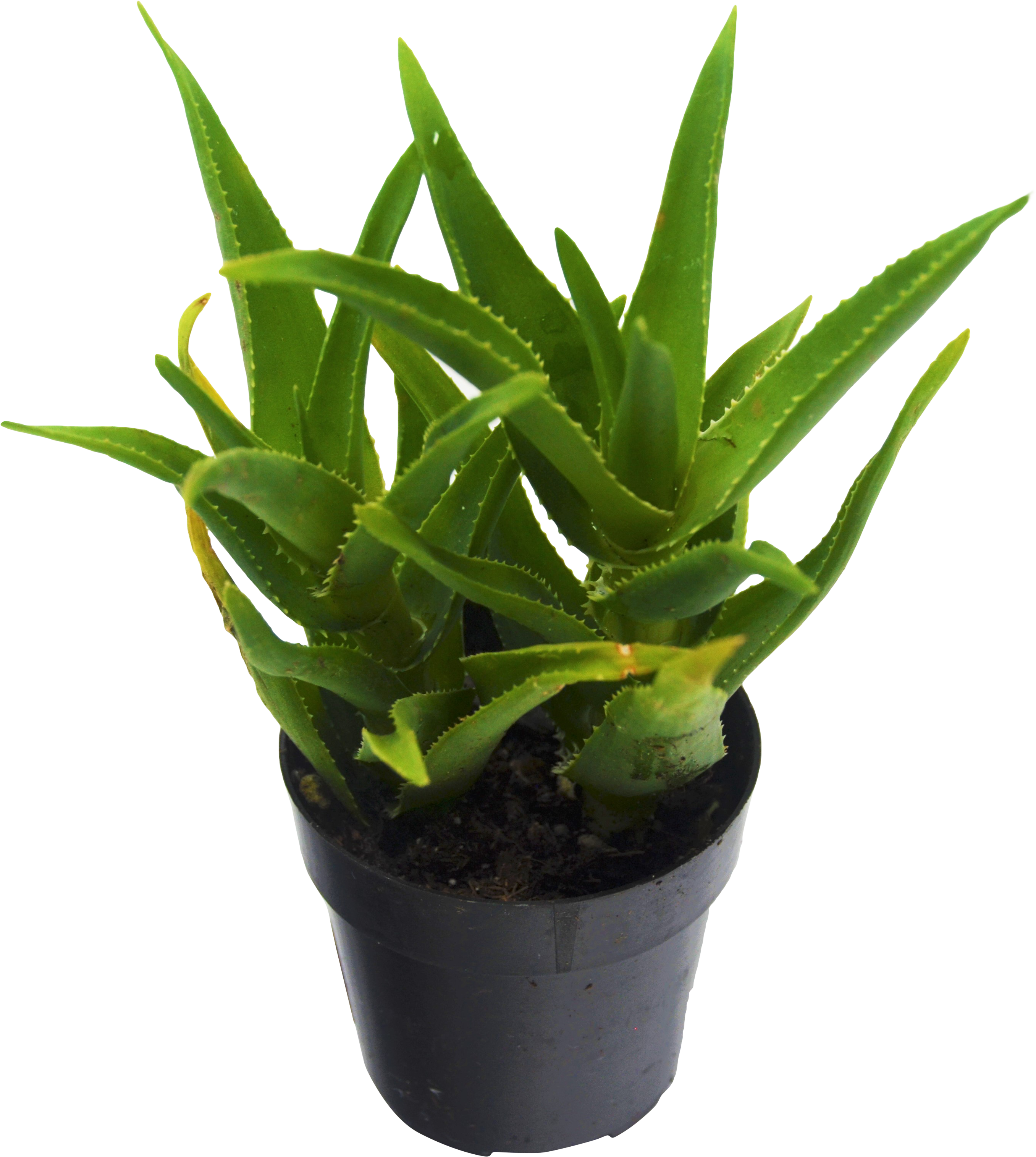 Vera Potted Aloe Transparent PNG Image