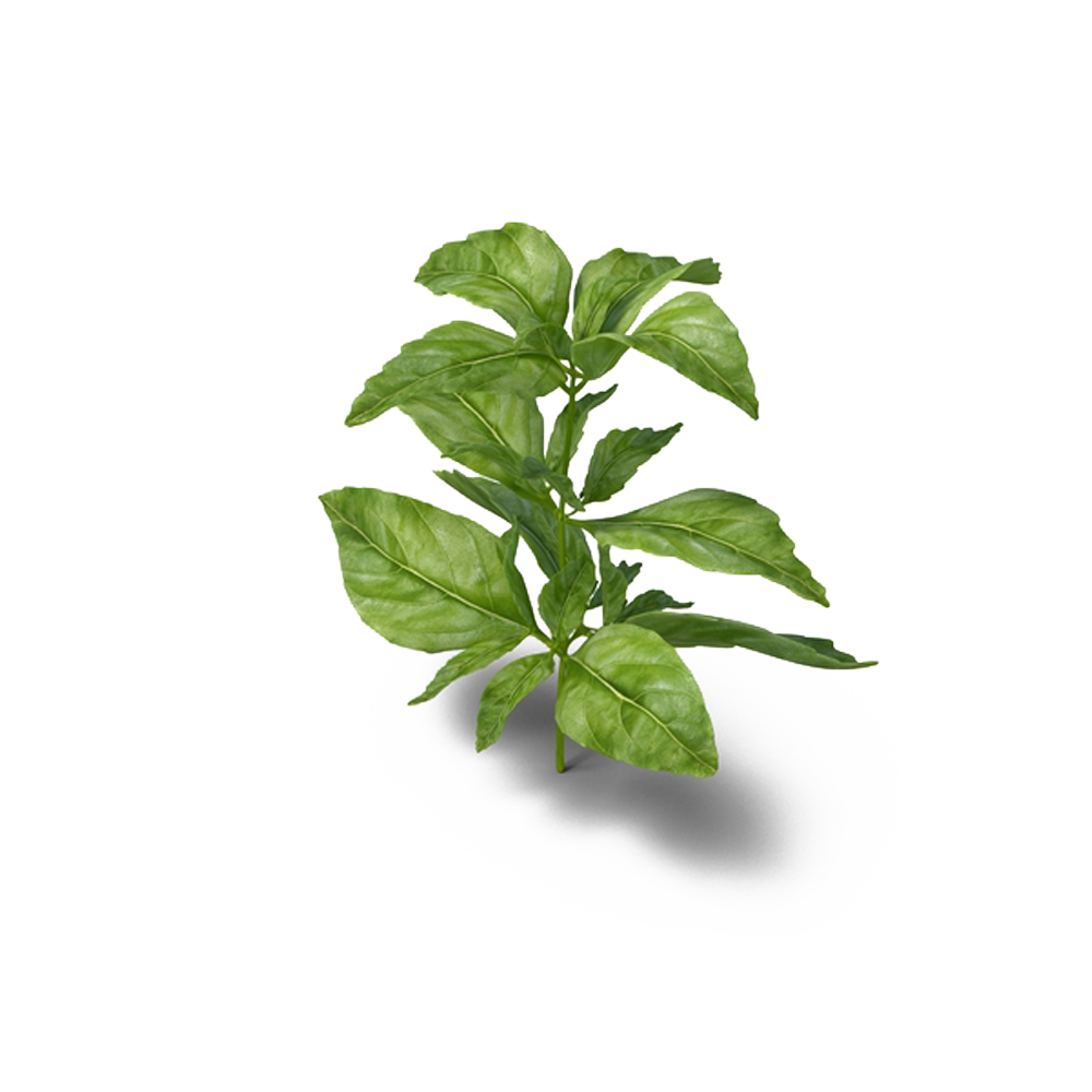 Basil Herb Plants Parsley Medicinal Transparent PNG Image
