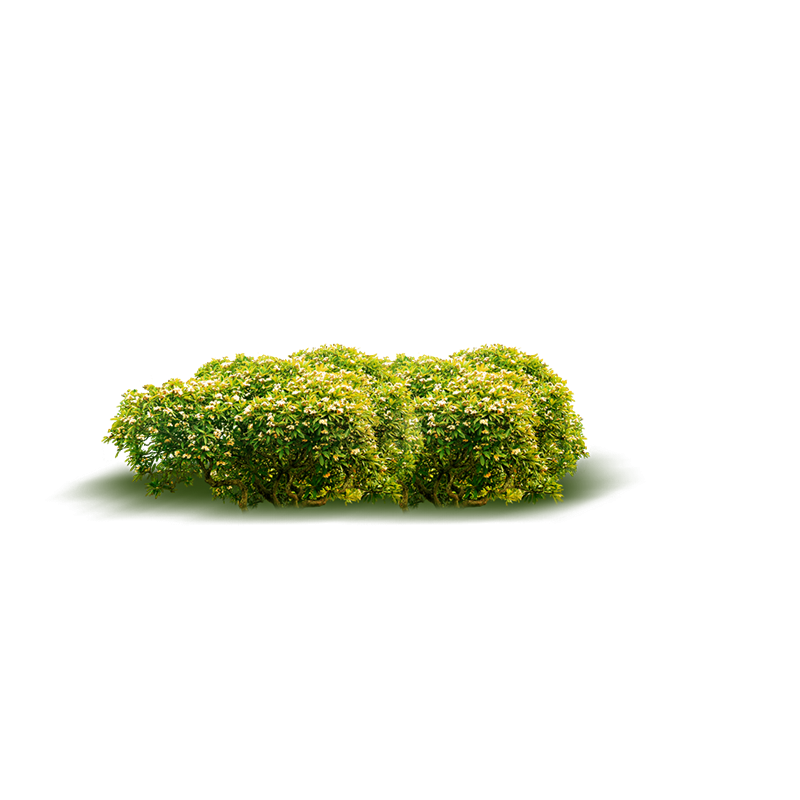 Shrubs Plant Hispida Shrub Acalypha Transparent PNG Image