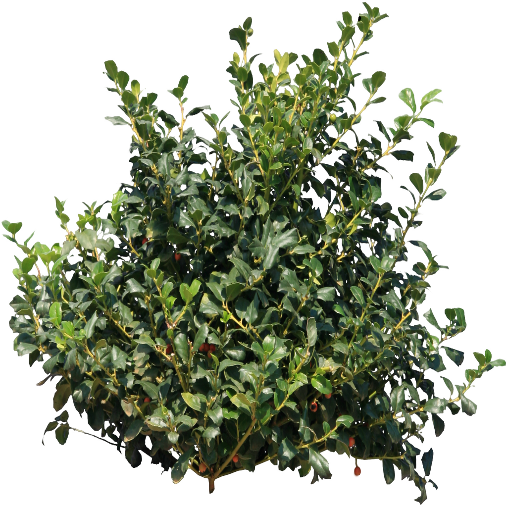 Evergreen Poster Leaf Fortnite Shrub Transparent PNG Image
