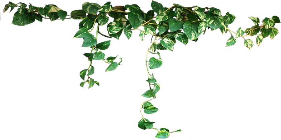 Plants Transparent PNG Image