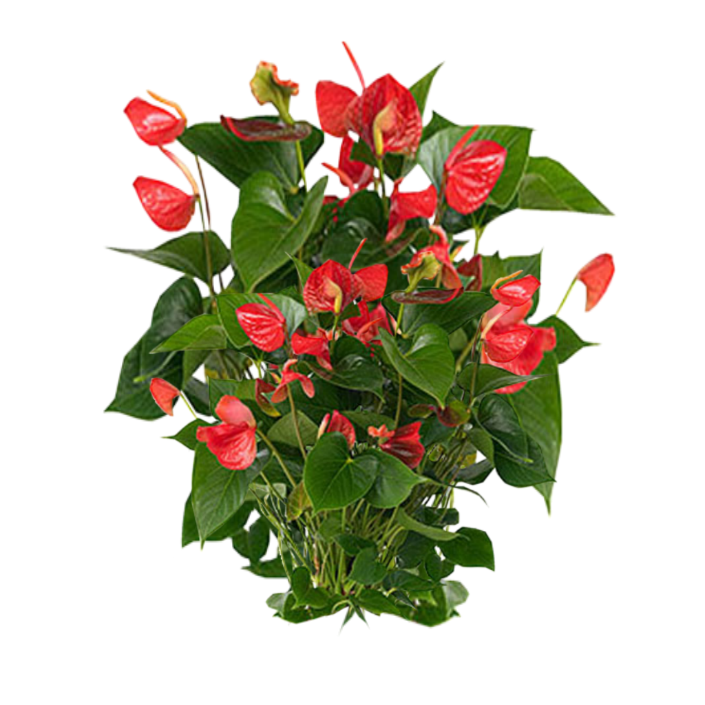 Plants Transparent PNG Image