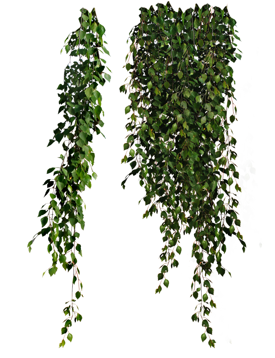 Plants Transparent PNG Image