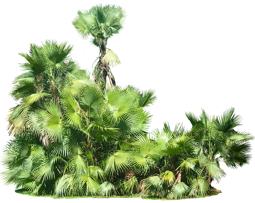 Plants Transparent PNG Image