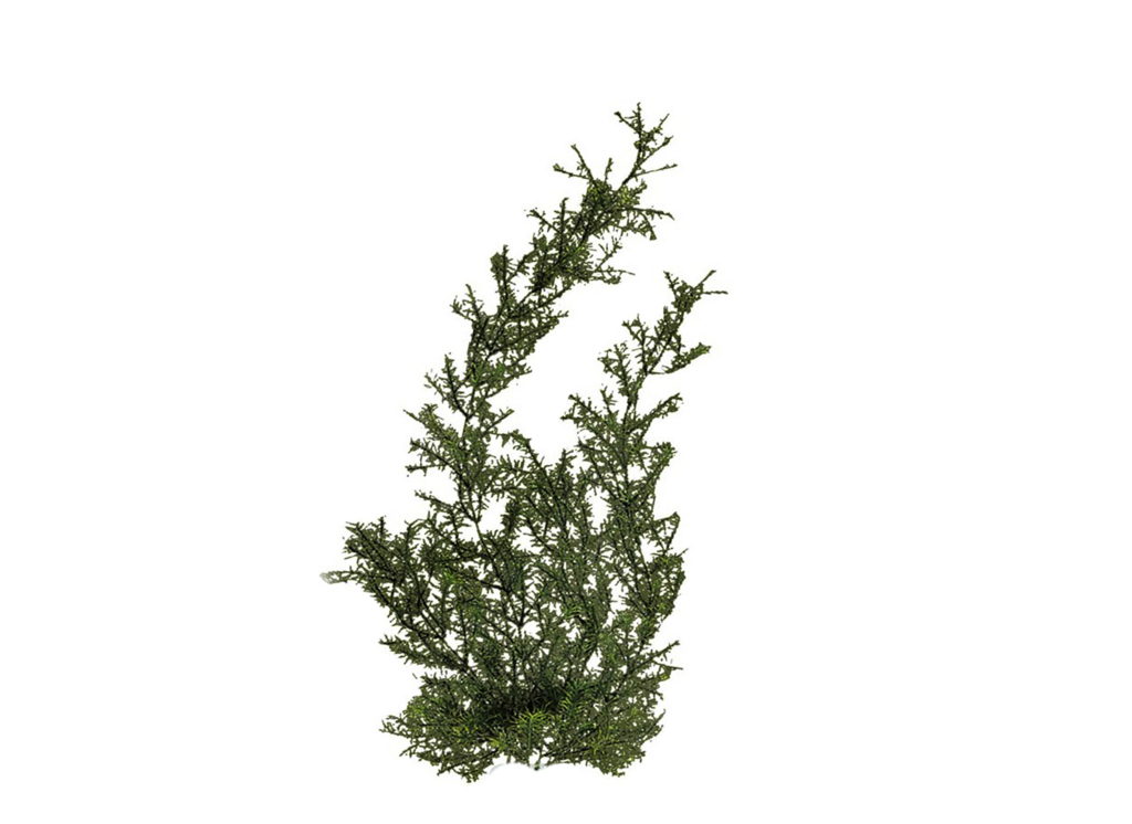 Plants Transparent PNG Image