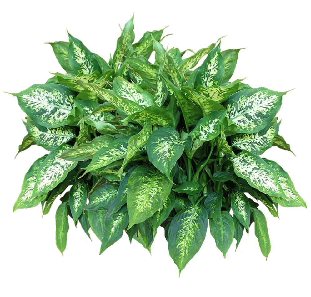 Plants Transparent PNG Image