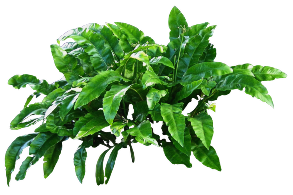 Plants Transparent PNG Image