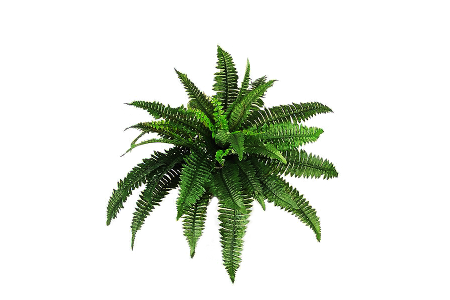 Plants Transparent PNG Image