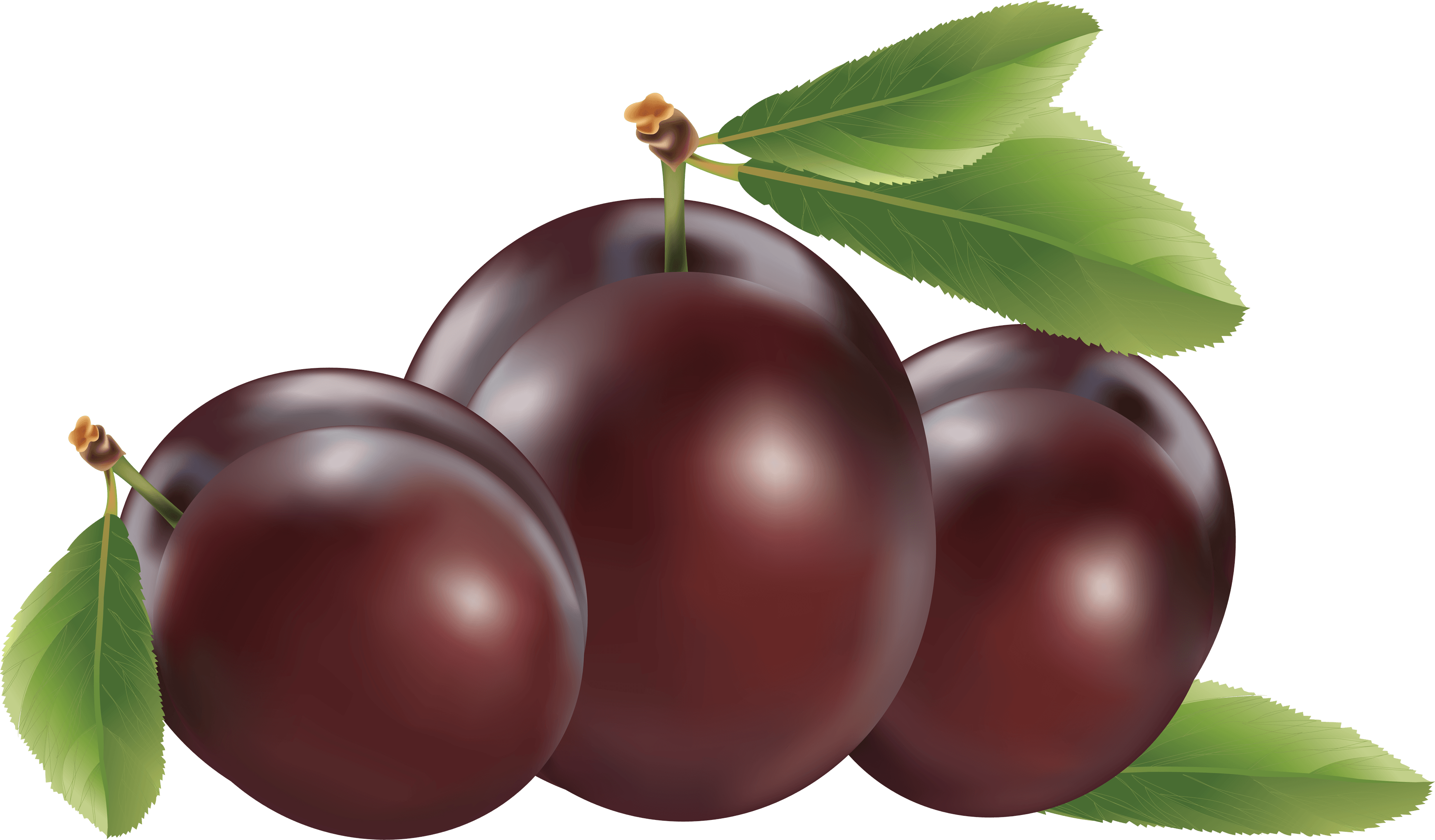 Plum Transparent PNG Image