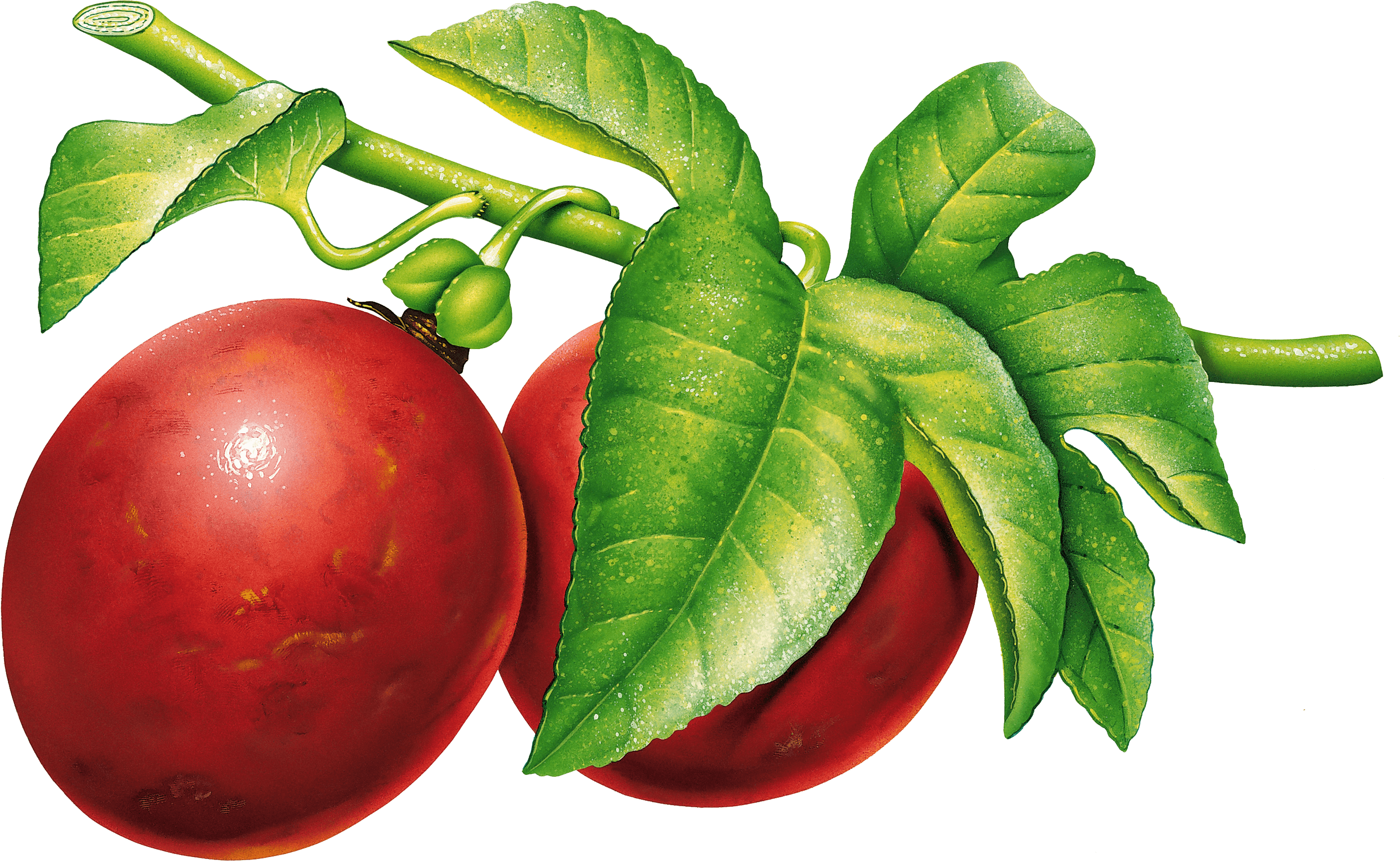 Plum Transparent PNG Image