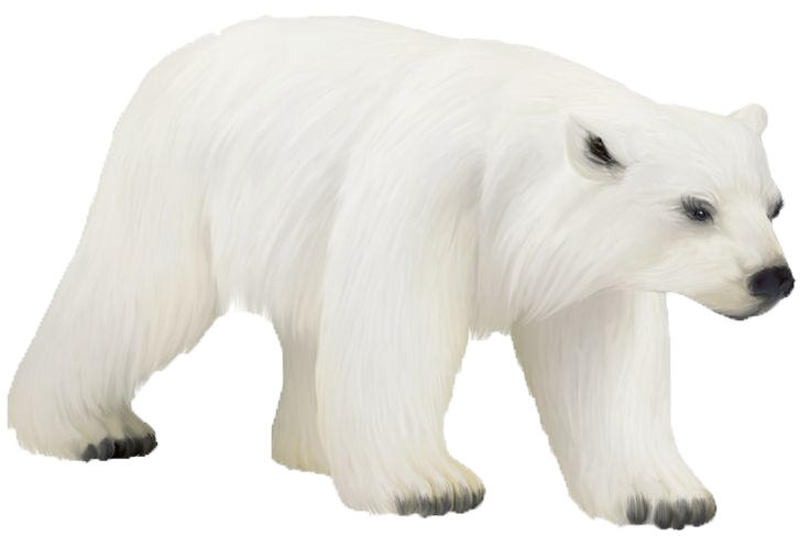 Polar Bear Transparent PNG Image