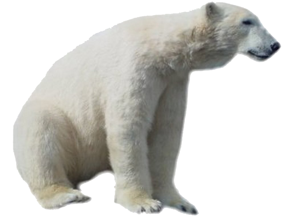 Polar Bear Transparent PNG Image