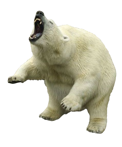 Polar Bear Transparent PNG Image