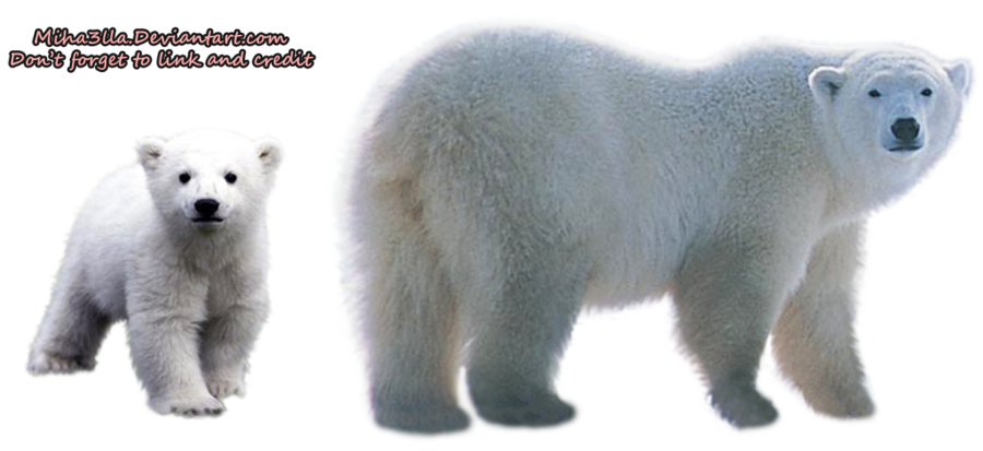 Polar Bear Background Transparent PNG Image