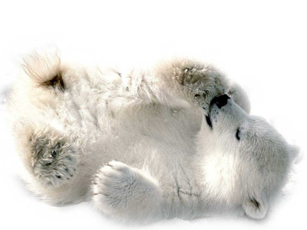 Polar Bear Transparent PNG Image